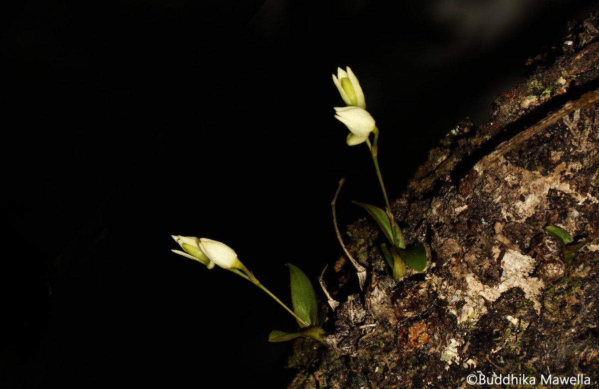 Dendrobium diodon Rchb.f.